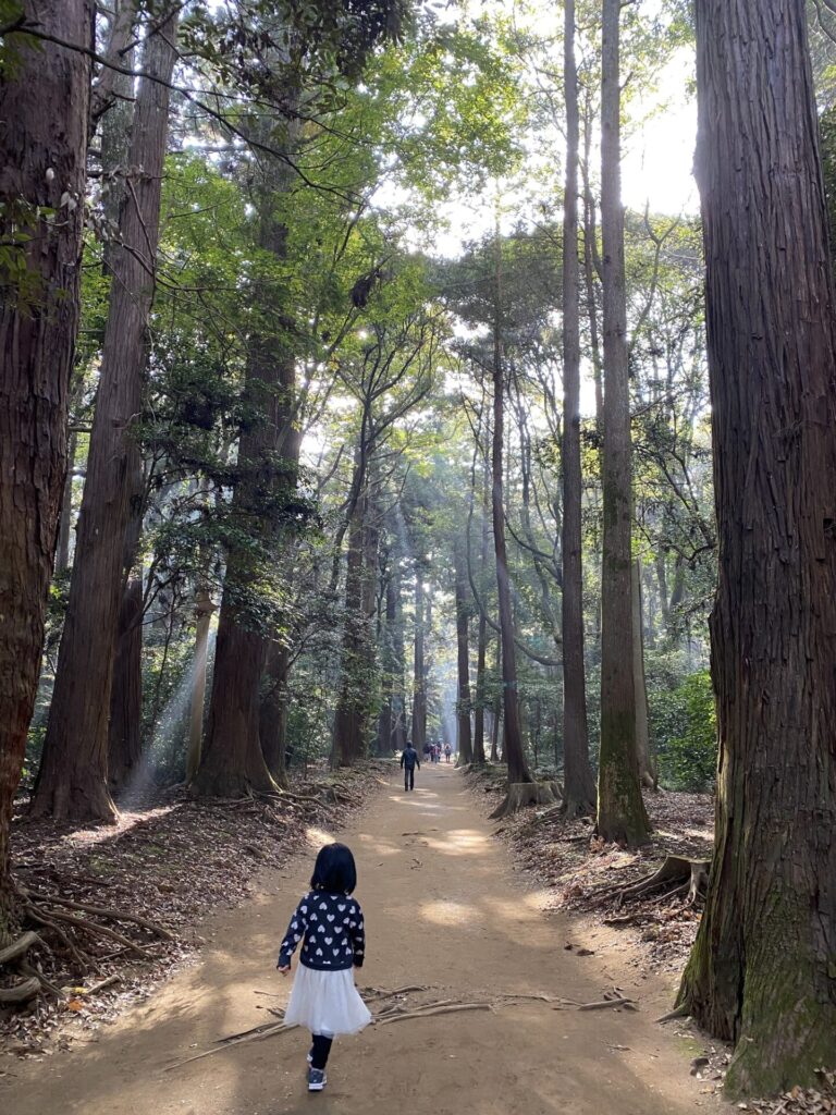 光が差し込む幻想的な林道