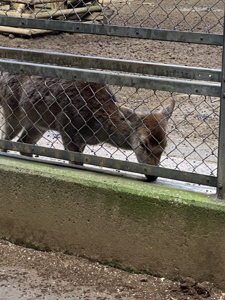 鹿島神宮の鹿